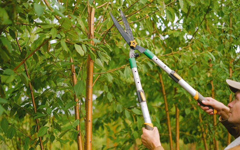 Tree trimming in Uniontown, WA