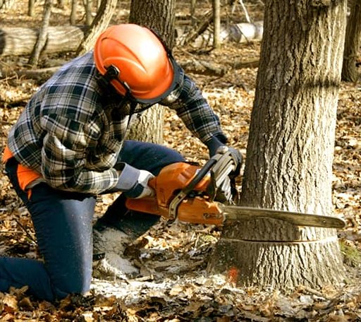 Tree Removal in Uniontown, WA
